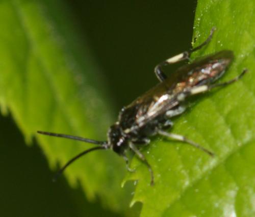 Macrophya (albicincta-alboannulata)